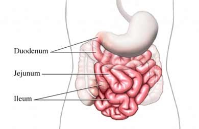 an illustration part of the digestive tract - the duodenum, jejenum, and ileum are highlighted